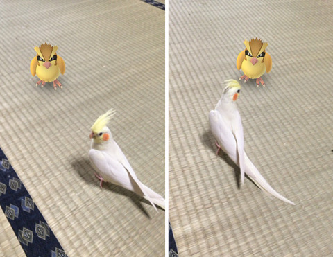 ペットはポケモンを見ることが出来る2
