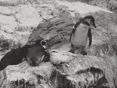 マジウケるッ 動物のおもしろgif画像 後編 バズラル団 マジウケるッ 動物のおもしろgif画像 後編 バズラル団