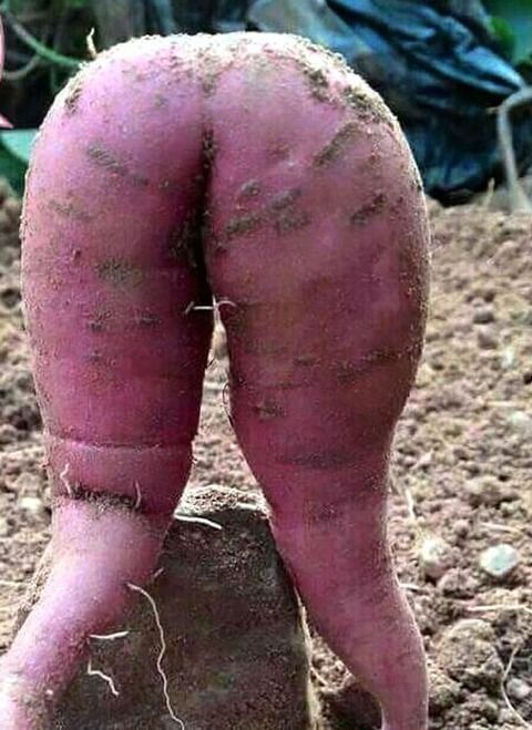 ネットで拾った変な画像5