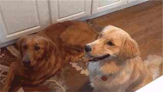 犬のおもしろいgif画像大集合 大爆笑まちがいなしッ バズラル団 犬のおもしろいgif画像大集合 大爆笑まちがいなしッ バズラル団