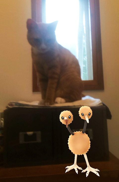 ペットはポケモンを見ることが出来る13