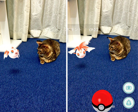 ペットはポケモンを見ることが出来る10