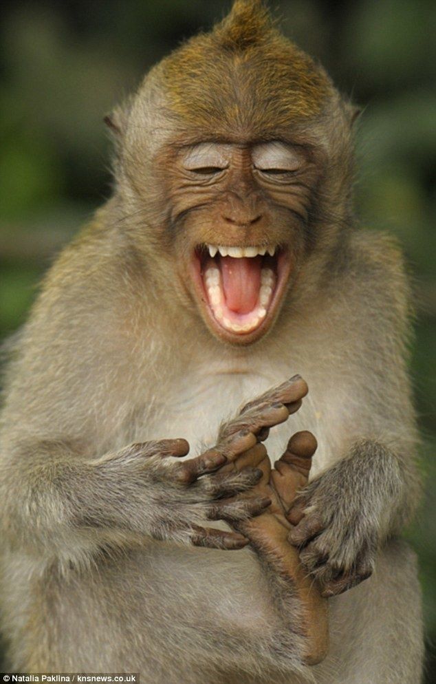 ロイヤリティフリー動物 笑う 画像 最高の動物画像 ロイヤリティフリー動物 笑う 画像 最高の動物画像