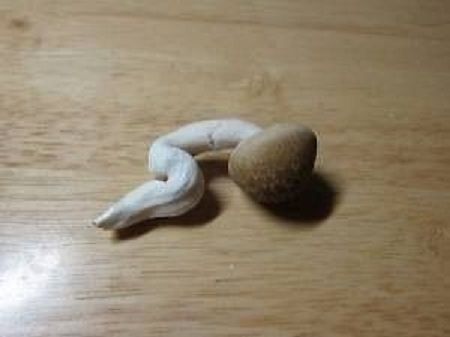 笑ったら負け46