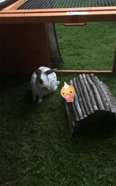 ペットはポケモンを見ることが出来る15