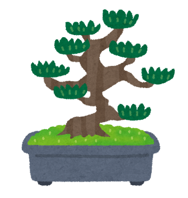 bonsai_matsu