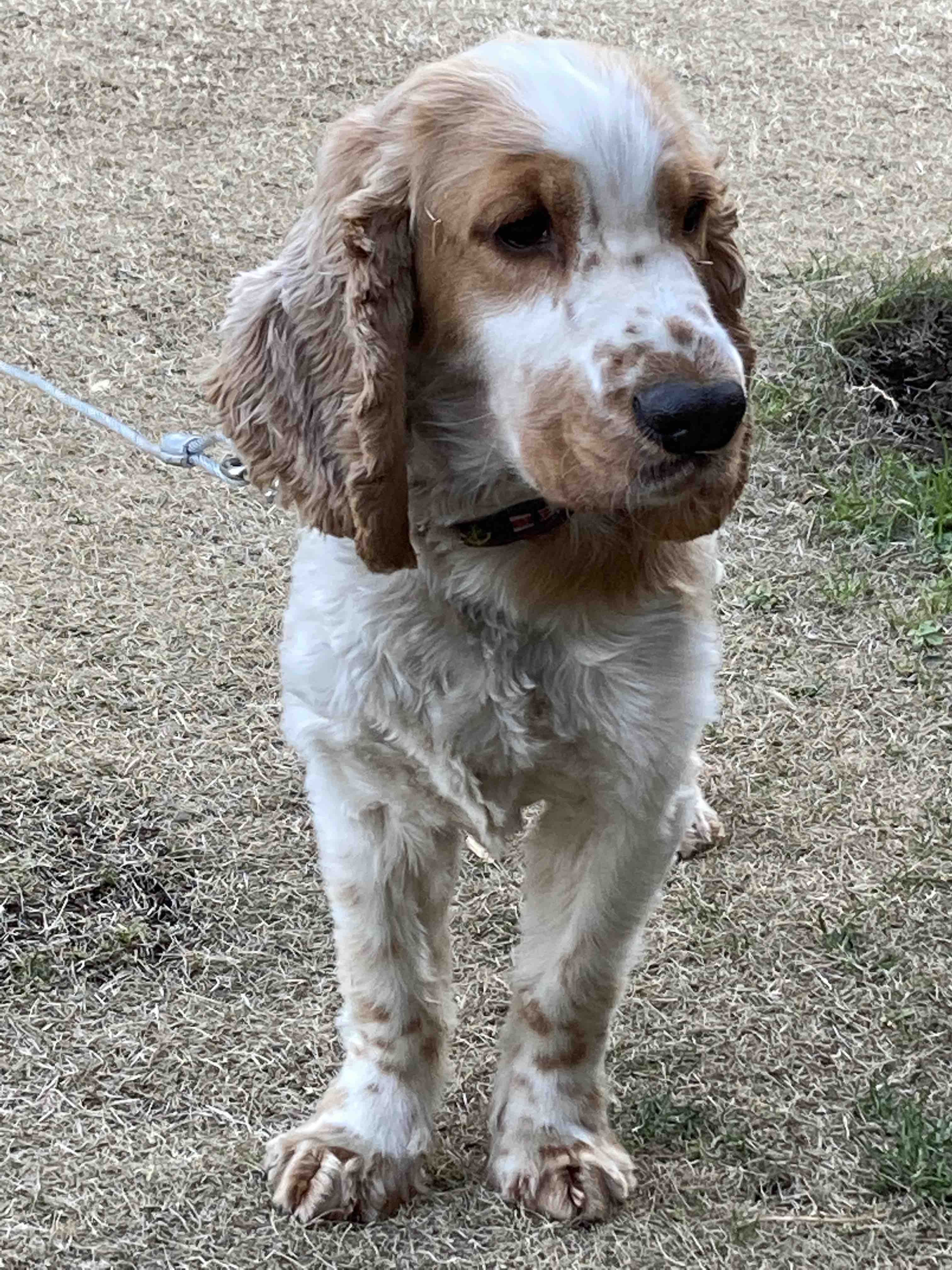 まさに 飼い犬に噛まれる イングリッシュコッカーのエルくん 気まぐれ更新日記 車いじりとキャンピングカー旅行記