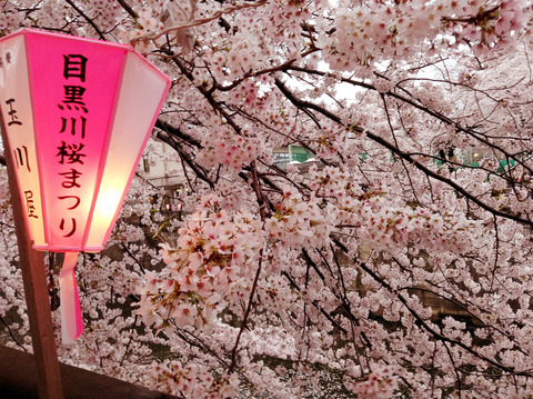 sakura_meguro