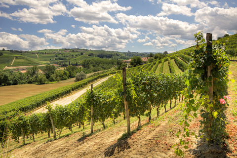 piedmont-langhe-hills-vineyards