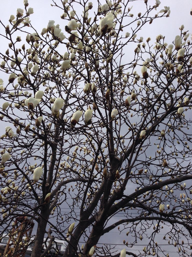 ラ ラ ランド 切ない切ない映画だったね 白檀の木