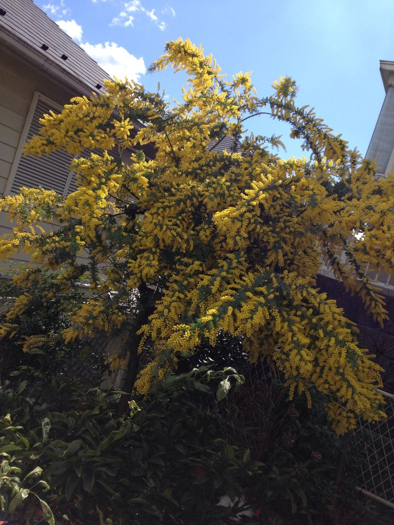 ラ ラ ランド 切ない切ない映画だったね 白檀の木