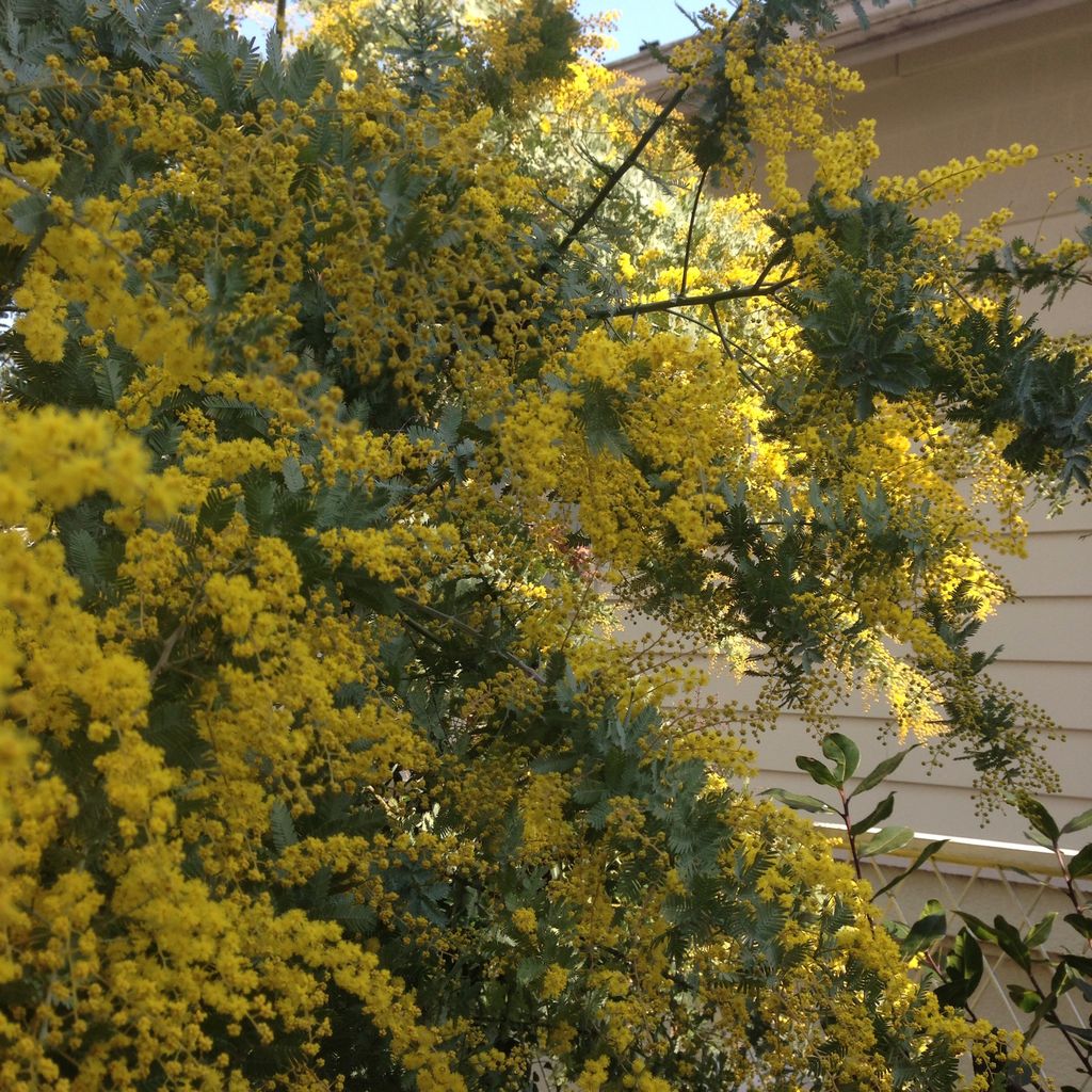 ミモザ日和 白檀の木