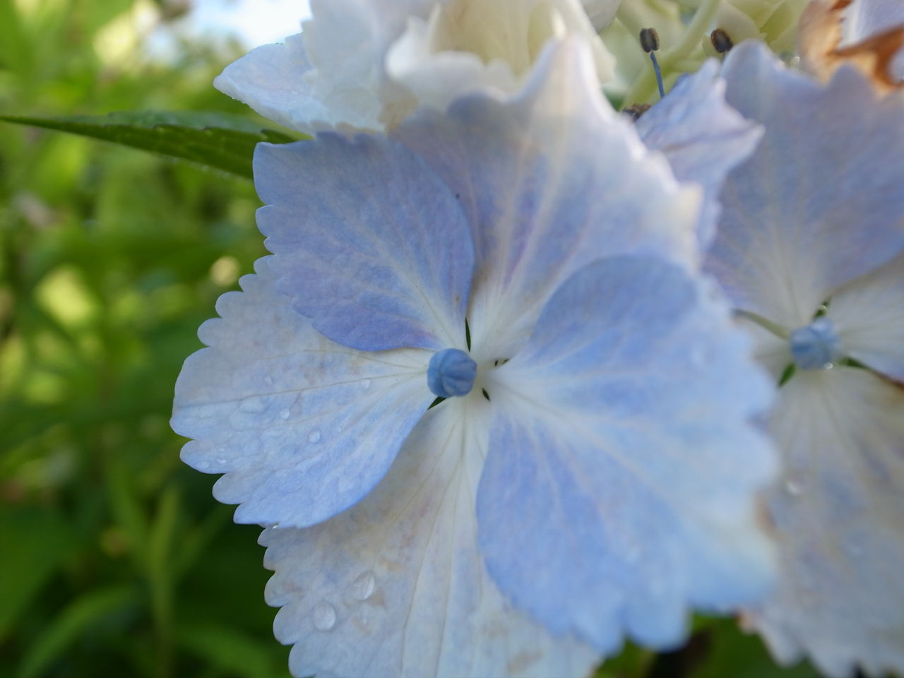ギザギザ紫陽花 Jun431の陶芸blog