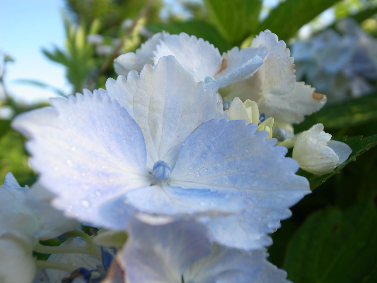 ギザギザ紫陽花 Jun431の陶芸blog