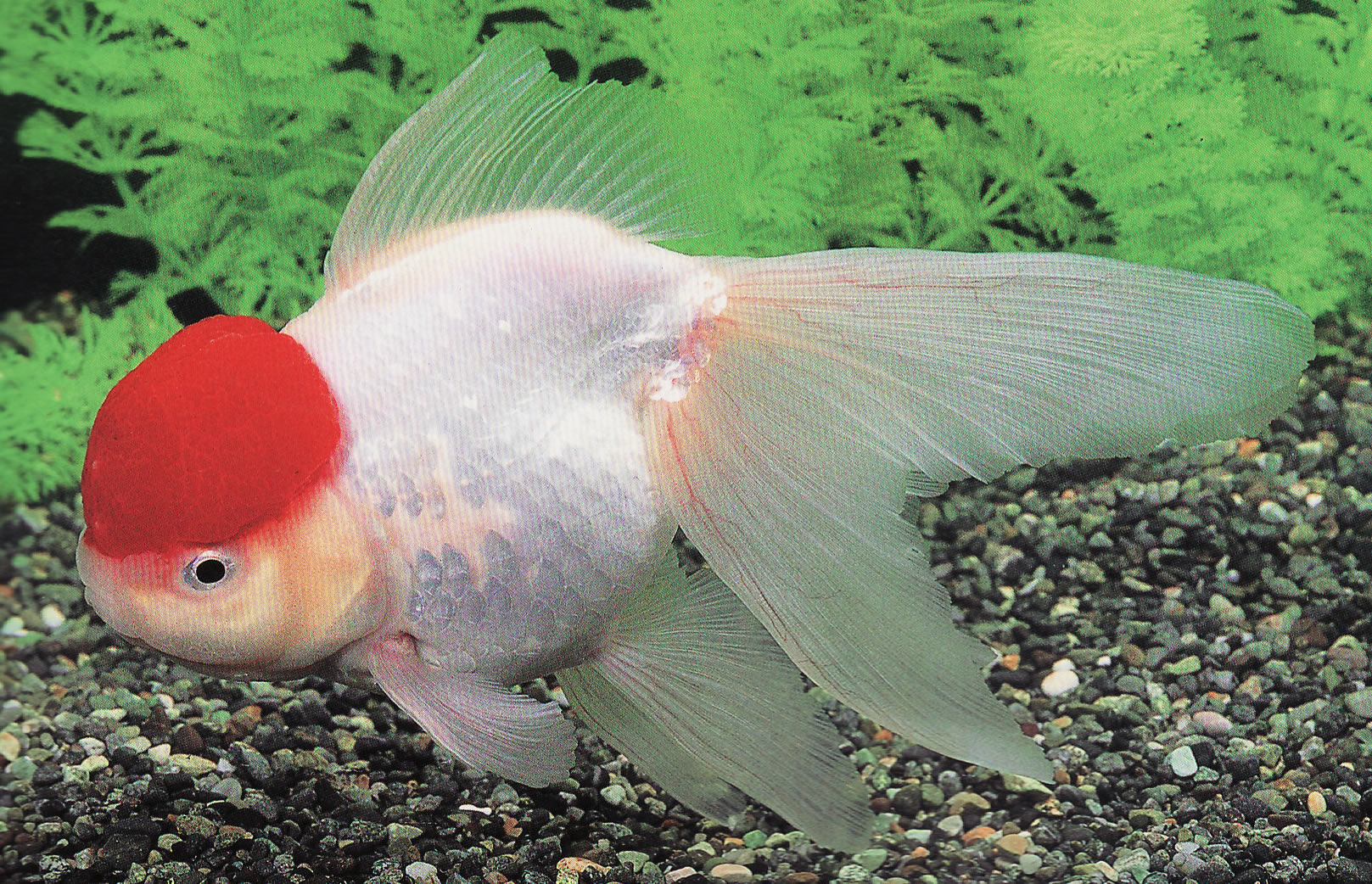 最速 丹頂 金魚 病気 最速 丹頂 金魚 病気