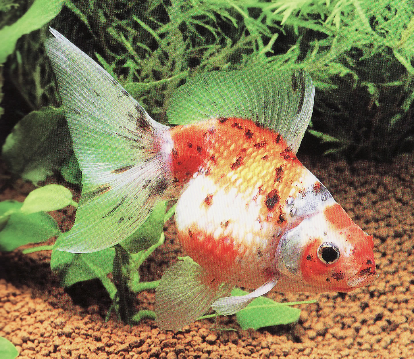 パールスケールとはどんな金魚 金魚は病気に弱いのですぅ T T 金魚は病気に弱いのですぅ T T パールスケールとはどんな金魚 金魚は病気に弱いのですぅ T T 金魚は病気に弱いのですぅ T T