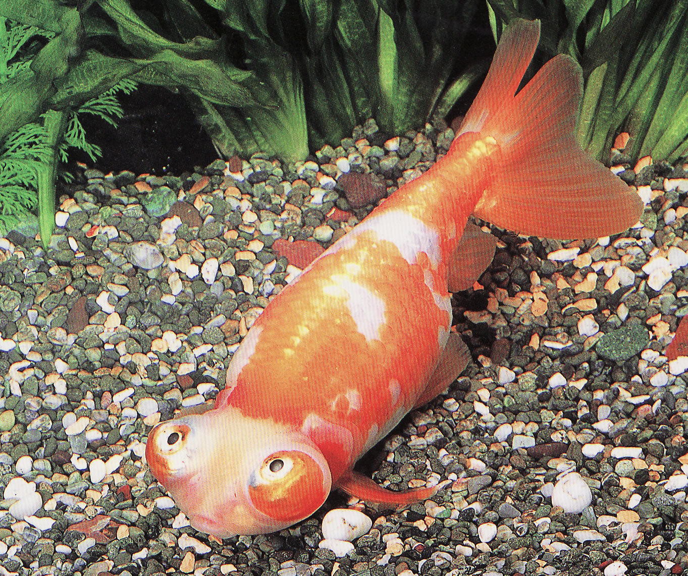 チョウテンガンとはどんな金魚 金魚は病気に弱いのですぅ T T 金魚は病気に弱いのですぅ T T チョウテンガンとはどんな金魚 金魚は病気に弱いのですぅ T T 金魚は病気に弱いのですぅ T T