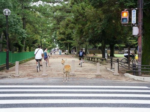 奈良の鹿と外国人01