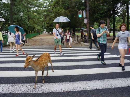 奈良の鹿と外国人05