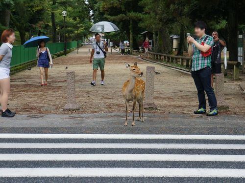 奈良の鹿と外国人03