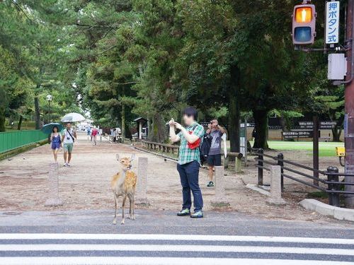 奈良の鹿と外国人02