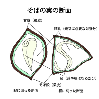 そばの実の断面図 Soba Quu Blog そばの実の断面図 Soba Quu Blog