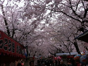 桜天井