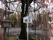 阿亀桜-2