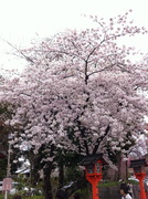 桜-4