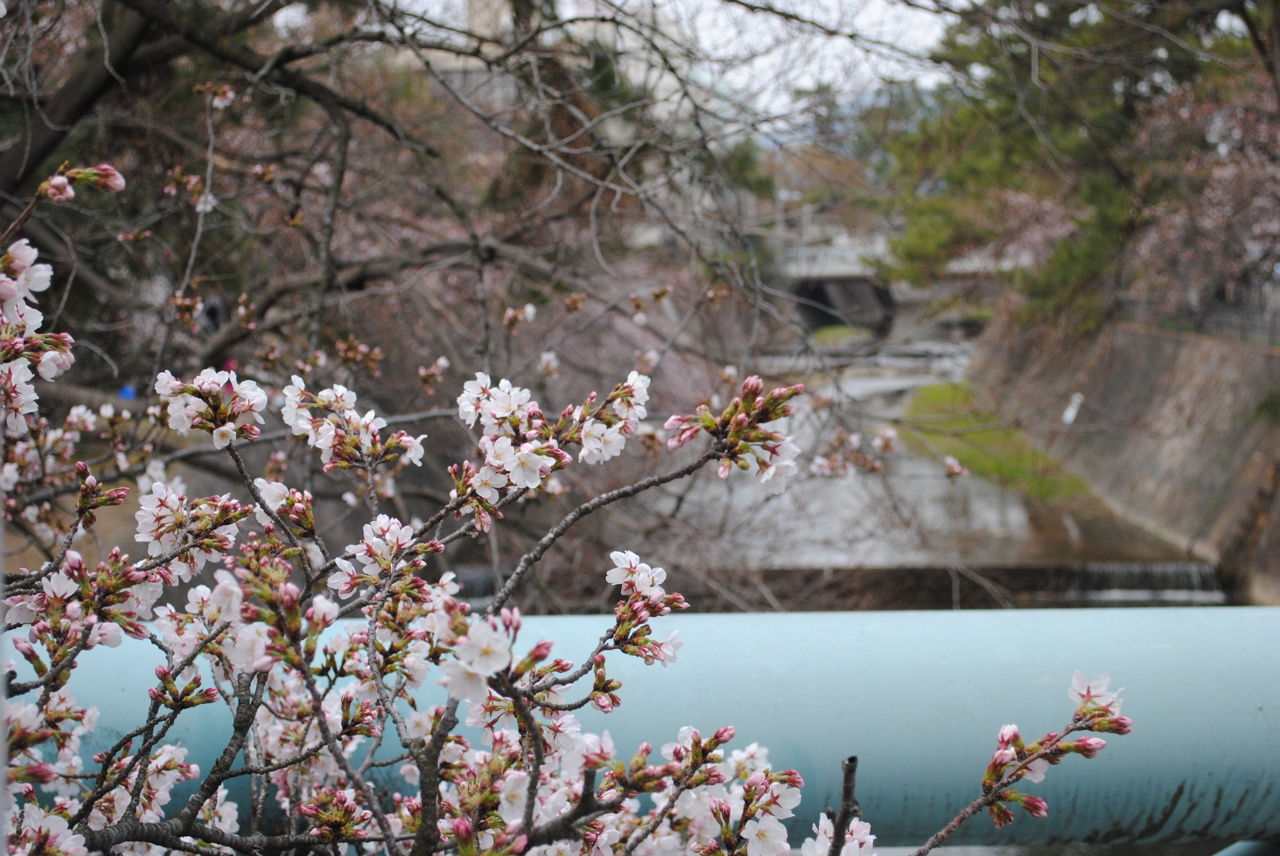 夙川の桜-1
