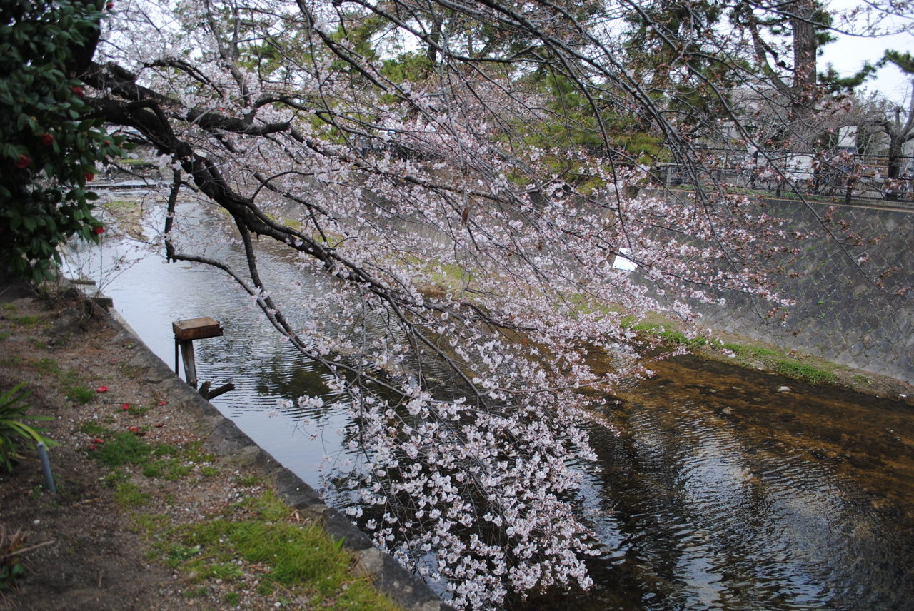 夙川の桜-7