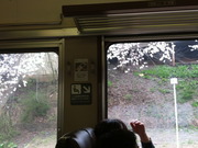 JR車窓からの枝垂れ桜