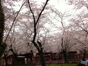 桜苑-2