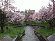 札幌福住小川公園の満開の桜