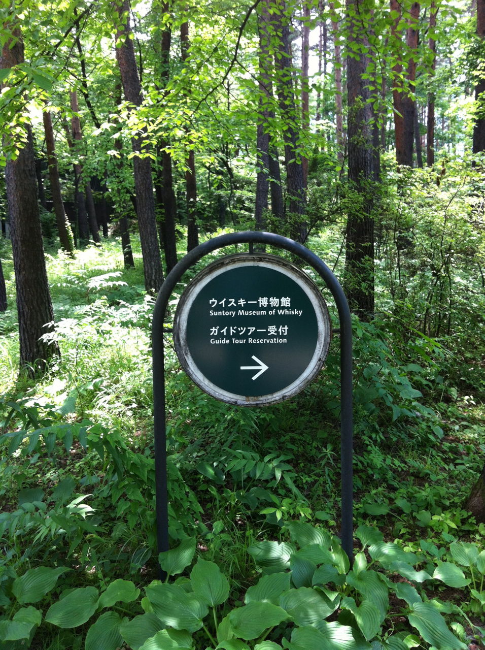 森の中を