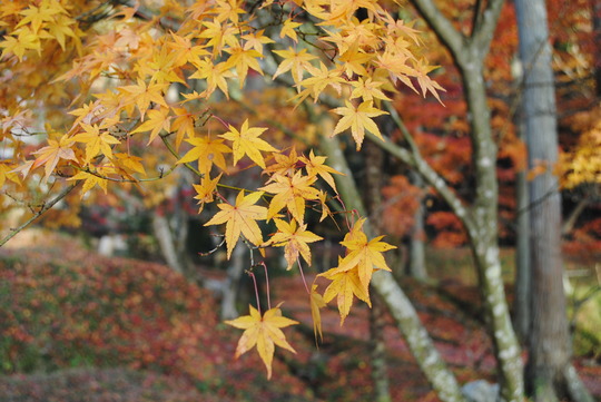 DSC_0607