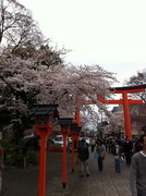 桜-5