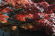 紅葉-2