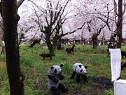 平野神社のパンダ