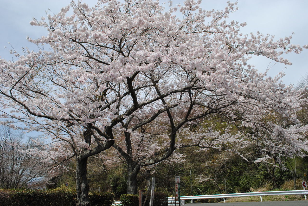 桜満開-1