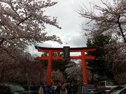 平野神社の鳥居
