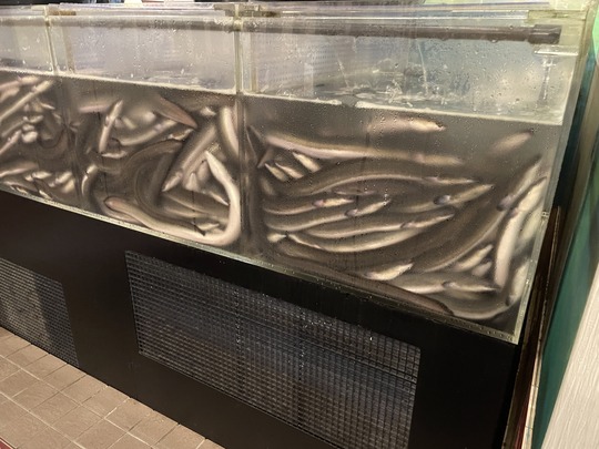 fish tank - senri unagi kyoto