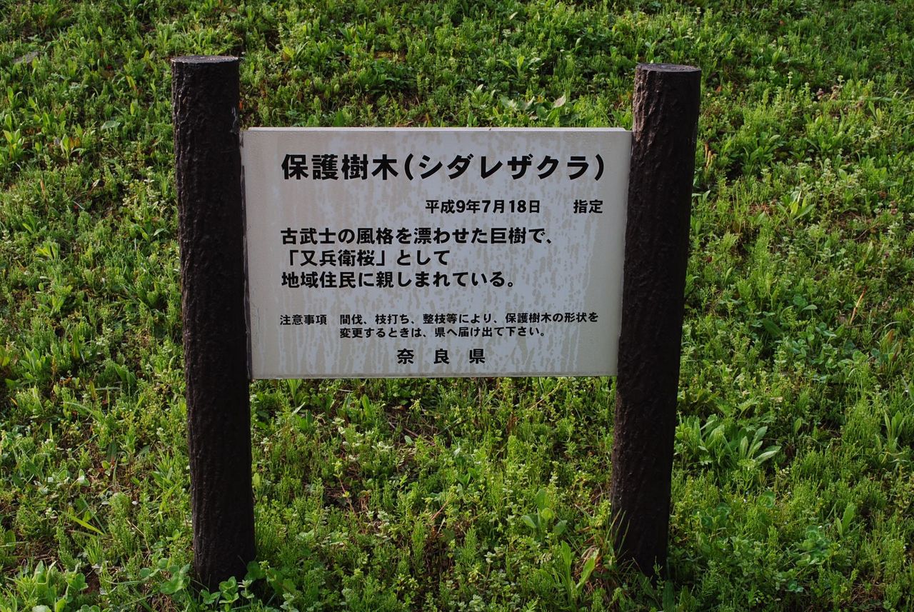 又兵衛桜は奈良県保護樹木