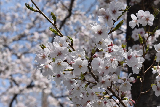 �ں���ʿ���������������콻�ȶ�ˤˤ�-02