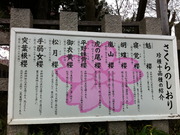 平野神社の桜の種類