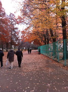 紅葉の岡山