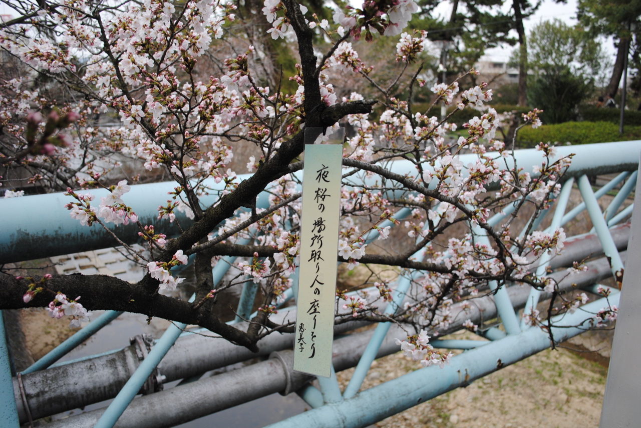 夙川の桜-3