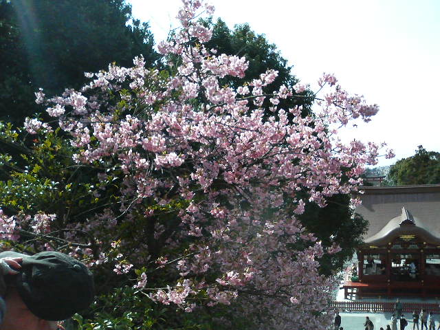 20070225鶴岡八幡宮-3
