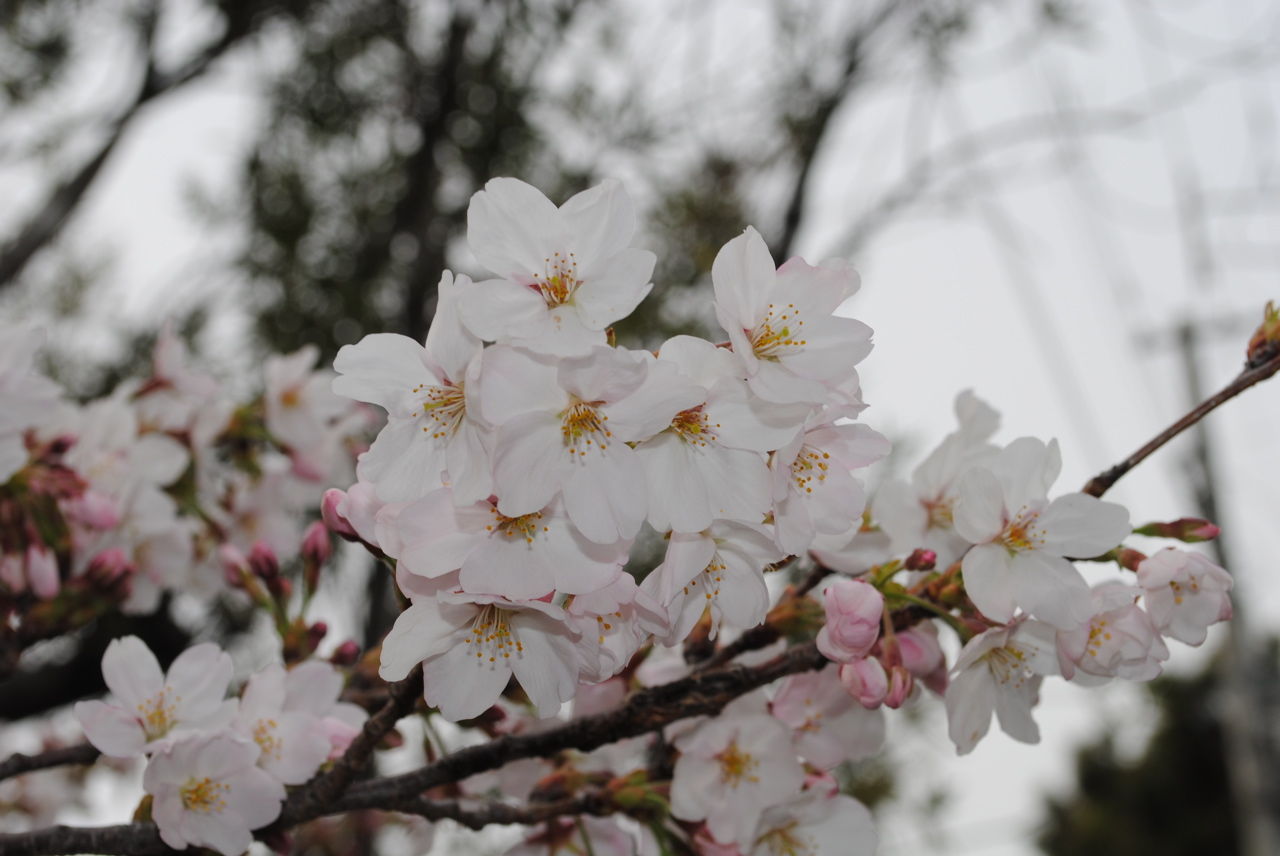 夙川の桜-2