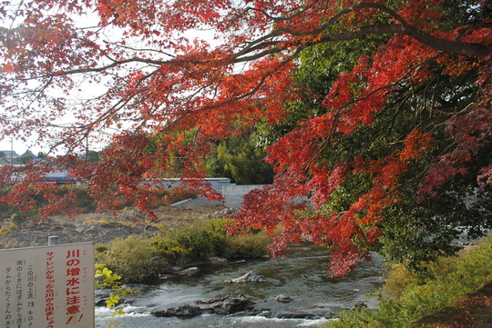 猪名川沿いの紅葉